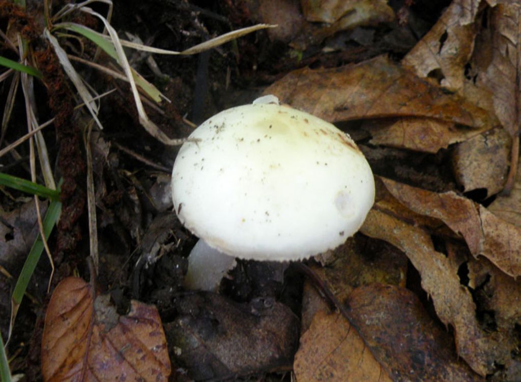 Amanita bianca